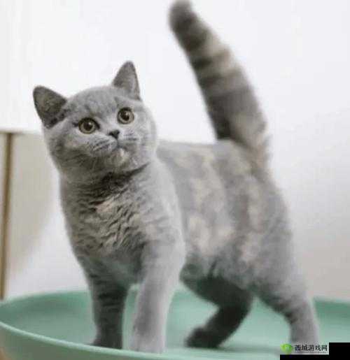 遇见爱猫星人的终极指南:全方位解锁猫爱心获取途径大全