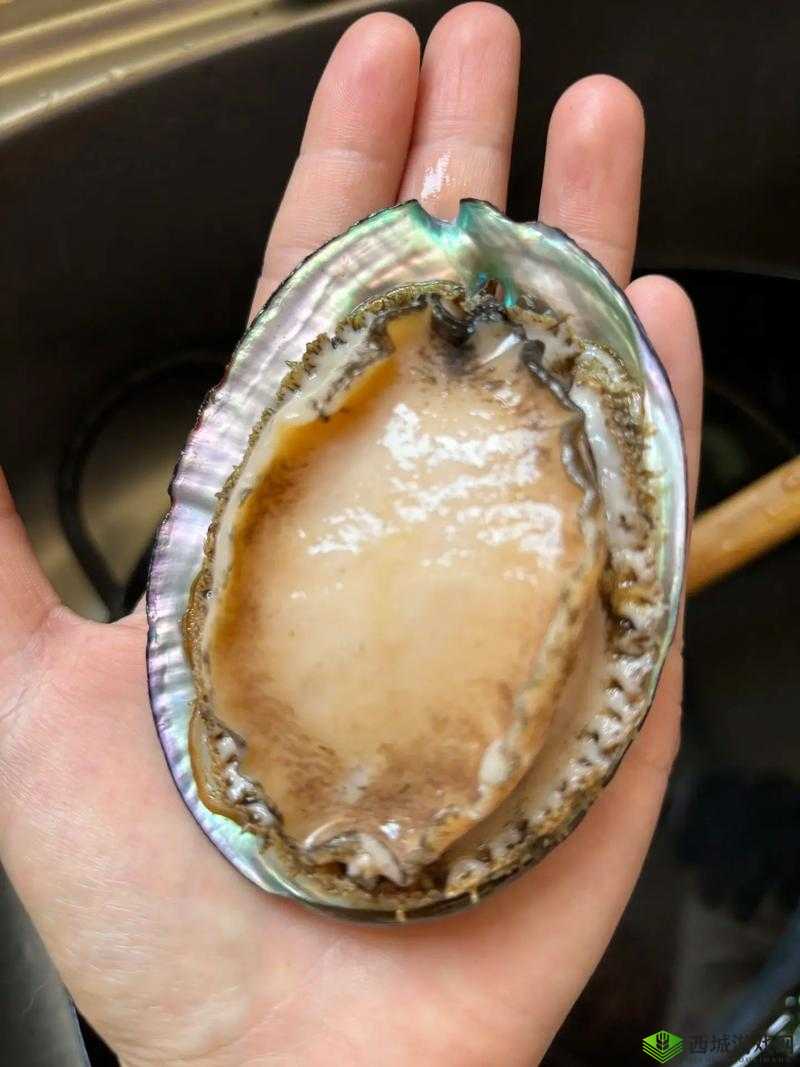 愿你的鲍鱼里没有别人的牛奶:一份真挚的祝福