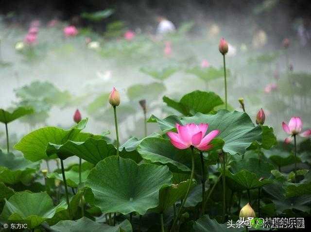 两瓣红莲今夜开一池碧水盼君浴：静候君来
