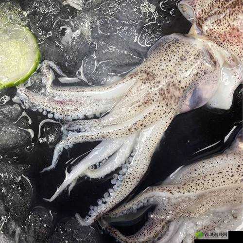 鱿鱼 B21777：神秘的海洋生物