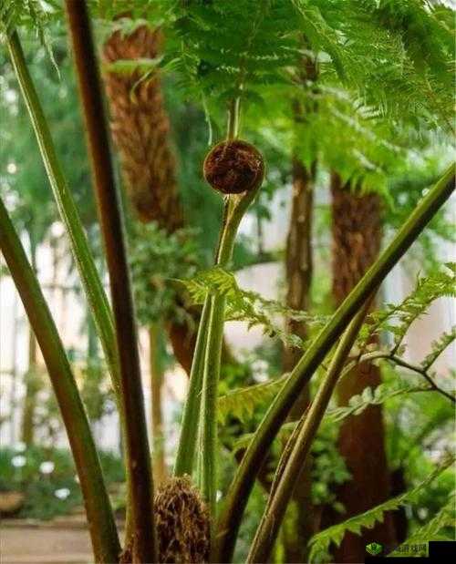 狗的根茎多大图片:探索植物根茎的神秘尺寸之谜