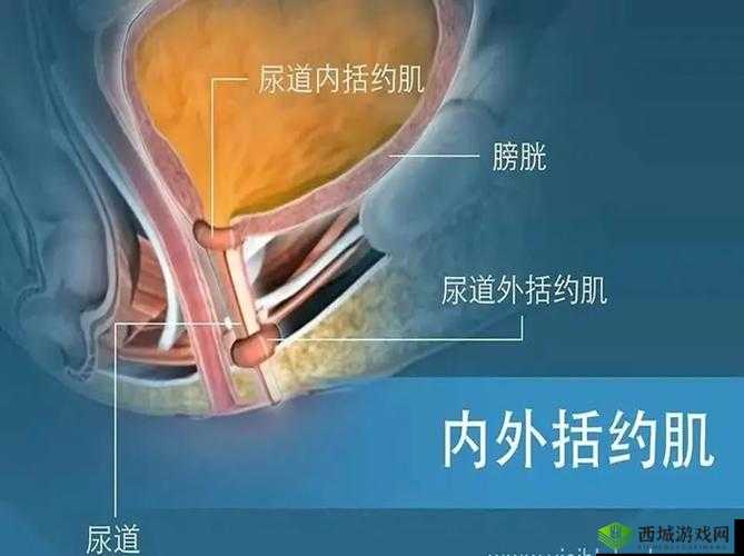 正常阴脣图片:展现女性生殖器官的自然之美