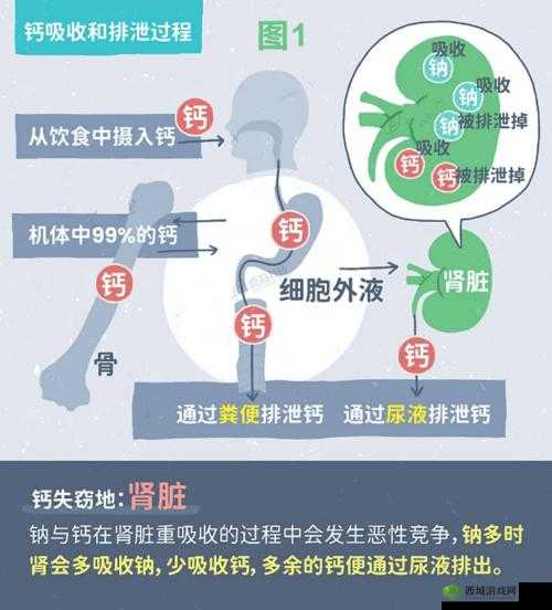 2024 钙 Gy 钙站:关于它的详细介绍与未来发展展望